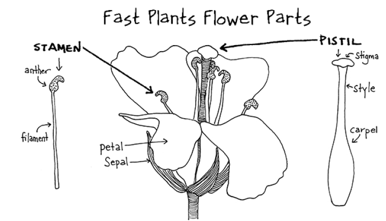 Fast Plants flower parts labeled drawing