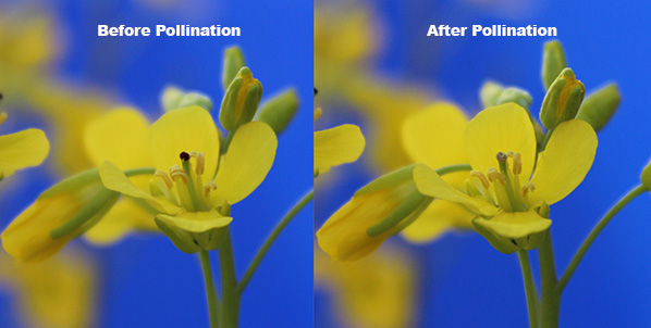 before and after pollination purple stigma